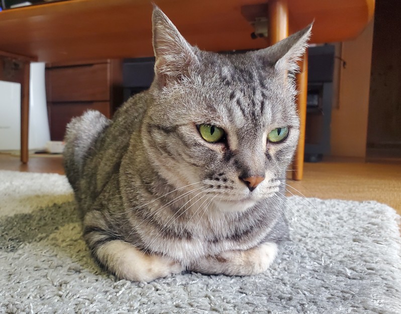 サニのアバター