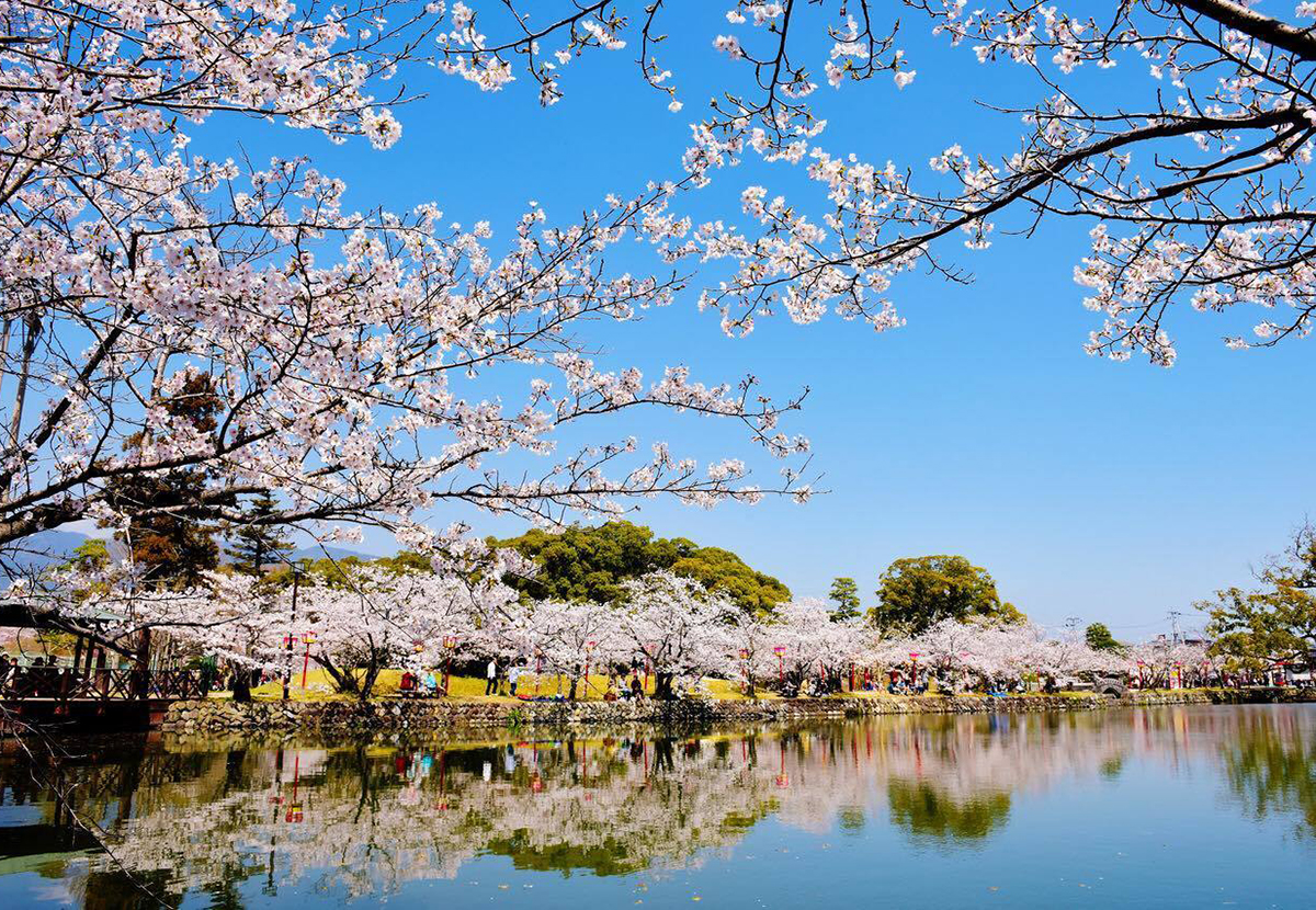 佐賀県小城市の桜の名所・小城公園の春景色