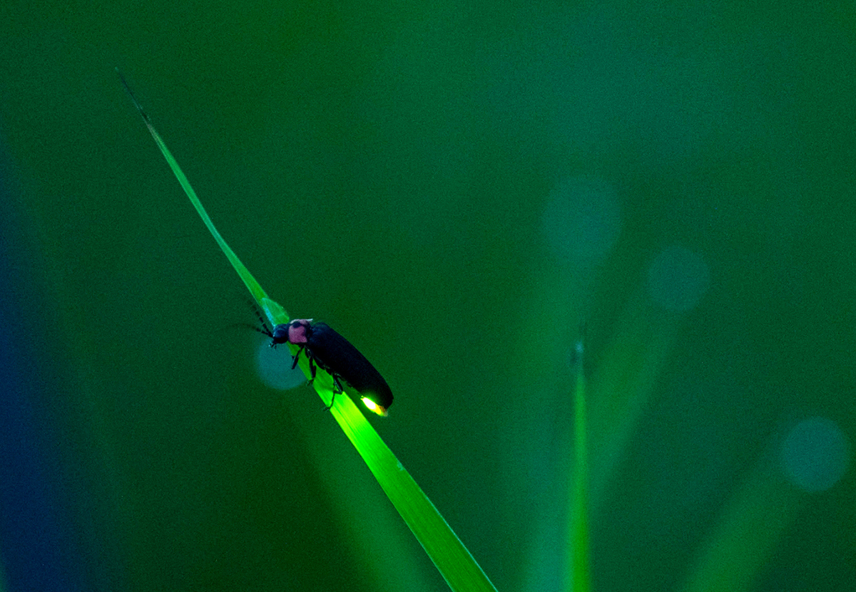 佐賀県小城市の祇園川に生息する源氏ボタル