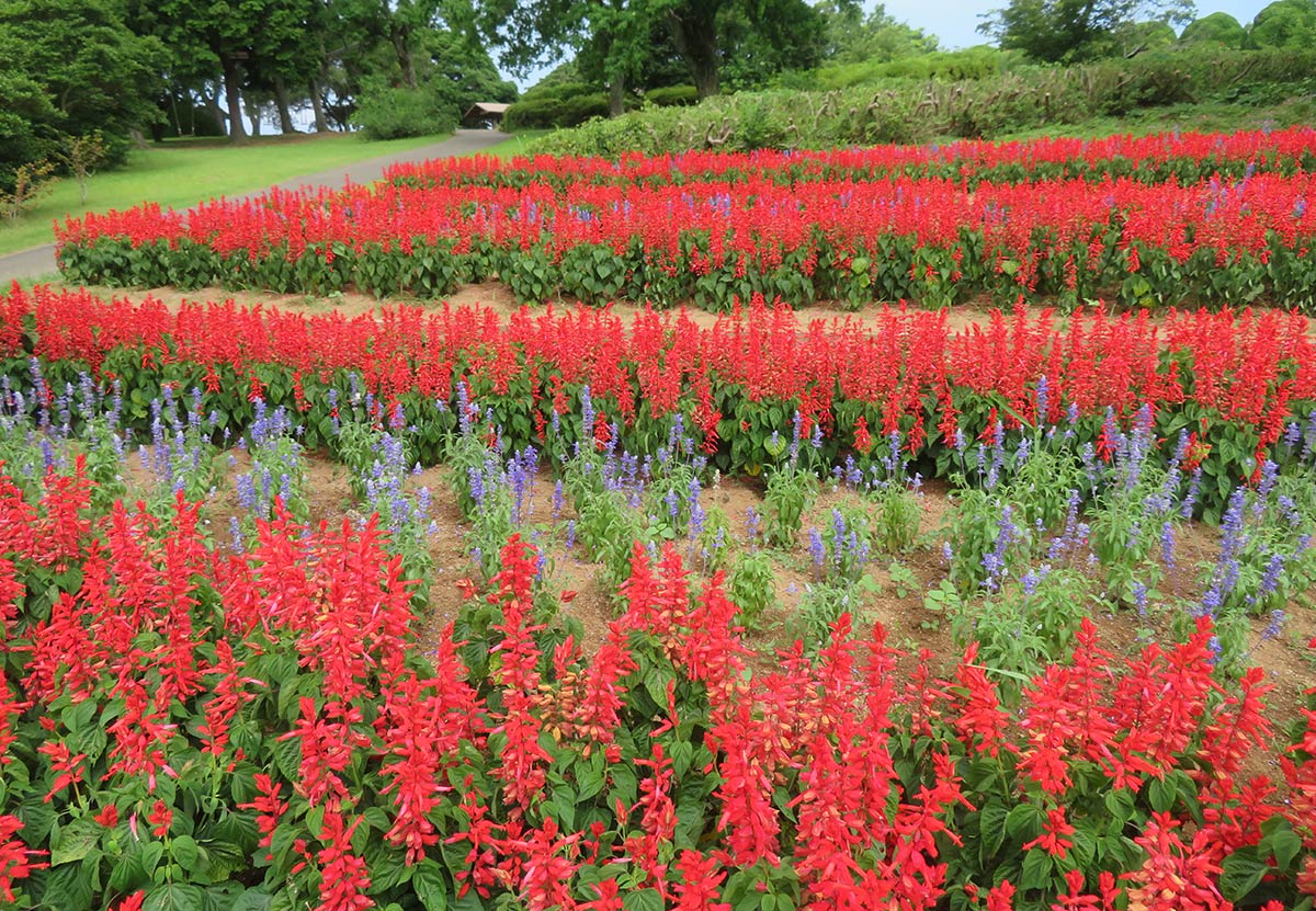 赤いサルビアと紫のブルーサルビアの花畑
